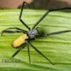 Seidenspinne, Nephila Senegalensis -Zoofachgeschäft Seidenspinne Nephila senegalensis 1