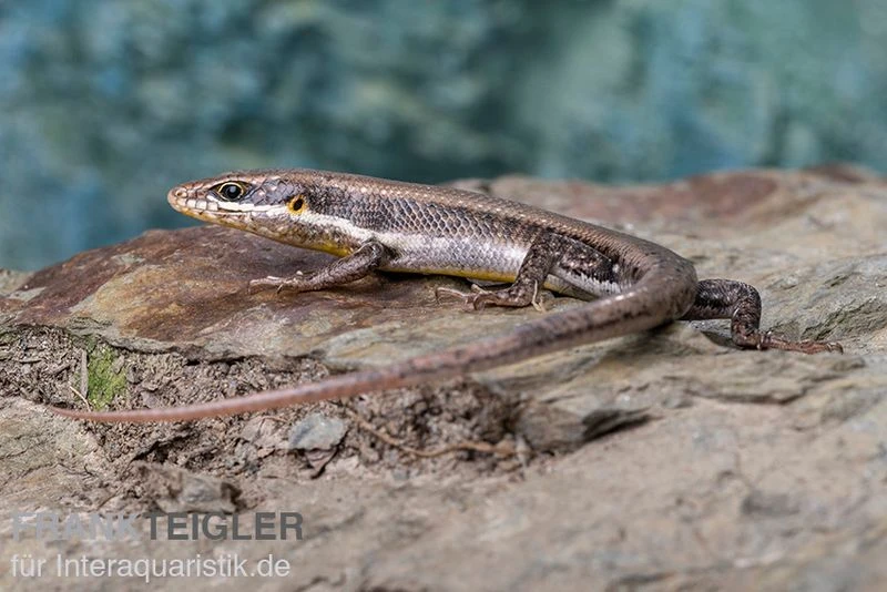 Senegal Mabuya, Trachylepis affinis Senegal Mabuya, Trachylepis Affinis -Zoofachgeschäft Senegal Mabuya Trachylepis affinis 2