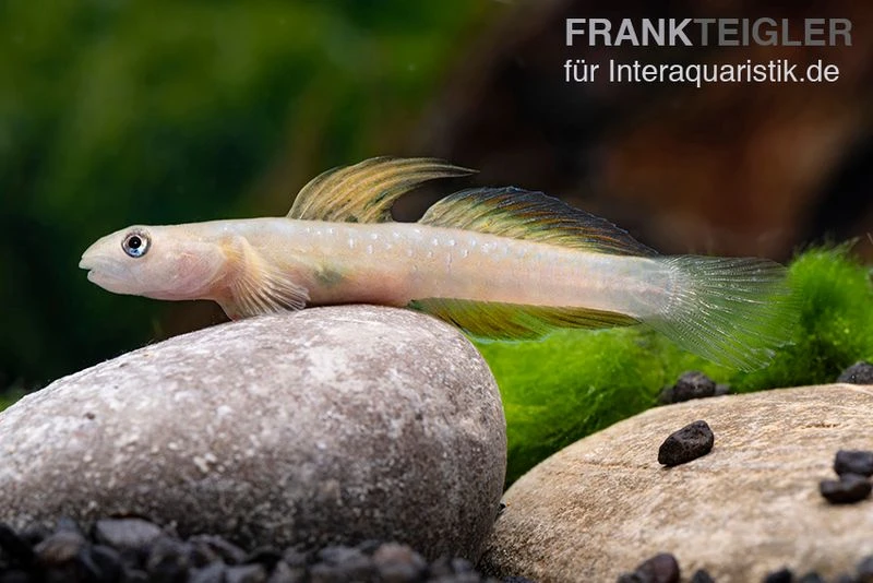 Cebu-Grundel, Sicyopus cebuensis, 1 Paar Cebu-Grundel, Sicyopus Cebuensis, 1 Paar -Zoofachgeschäft Sicyopus cebuensis 31