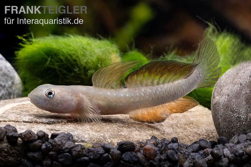 Cebu-Grundel, Sicyopus cebuensis, 1 Paar Cebu-Grundel, Sicyopus Cebuensis, 1 Paar -Zoofachgeschäft Sicyopus cebuensis 33