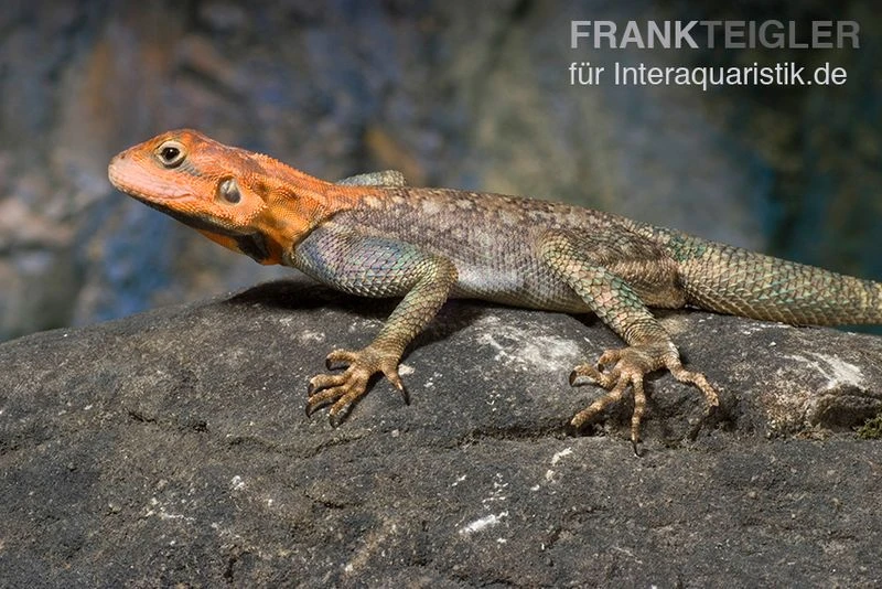 Siedleragame, Agama agama Siedleragame, Agama Agama -Zoofachgeschäft Siedleragame Agama agama 1