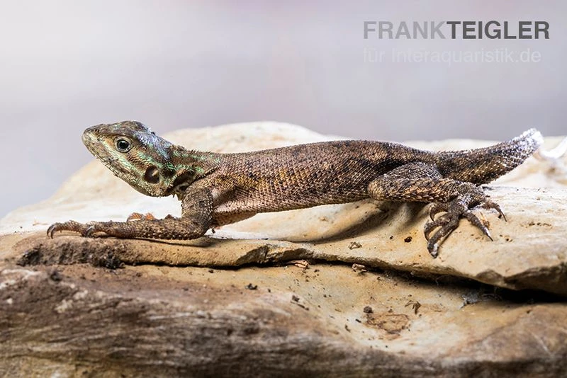 Siedleragame, Agama agama Siedleragame, Agama Agama -Zoofachgeschäft Siedleragame Agama agama 2