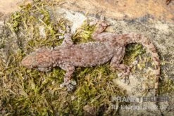 Sierra Leone Mauergecko, Tarentola Parvicarinata -Zoofachgeschäft Sierra Leone Mauergecko Tarentola parvicarinata 3