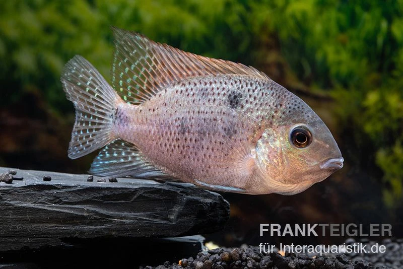 Silber-Buntbarsch, Vieja argentea Silber-Buntbarsch, Vieja Argentea -Zoofachgeschäft Silber Buntbarsch Vieja argentea 1