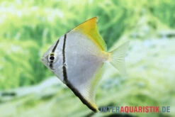 Silberflossenblatt, Monodactylus Argenteus -Zoofachgeschäft Silberflossenblatt Monodactylus argenteus 2 1