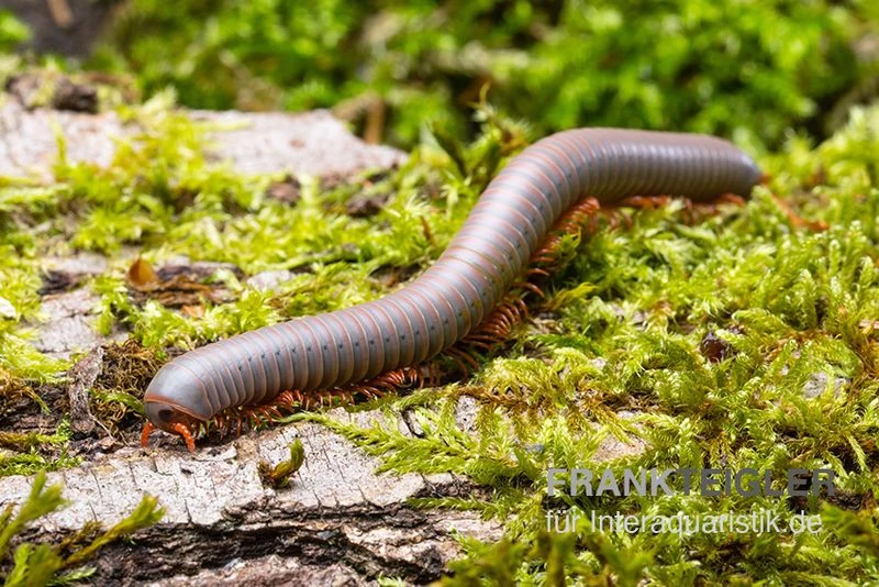 Silberner Tausendfüßer, Aulacobolus unicatus "Silver" Silberner Tausendfüßer, Aulacobolus Unicatus "Silver" -Zoofachgeschäft Silberner Tausendfuesser Aulacobolus unicatus Silver 1