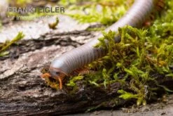 Silberner Tausendfüßer, Aulacobolus Unicatus "Silver" 4 Silberner Tausendfüßer, Aulacobolus Unicatus "Silver" -Zoofachgeschäft Silberner Tausendfuesser Aulacobolus unicatus Silver 3