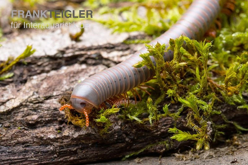 Silberner Tausendfüßer, Aulacobolus unicatus "Silver" Silberner Tausendfüßer, Aulacobolus Unicatus "Silver" -Zoofachgeschäft Silberner Tausendfuesser Aulacobolus unicatus Silver 3