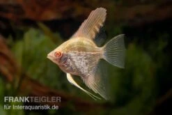 Skalar Albino Goldstripe Diamant, Pterophyllum Scalare -Zoofachgeschäft Skalar Albino Goldstripe Diamant Pterophyllum scalare 1