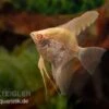 Skalar Albino Goldstripe Diamant, Pterophyllum Scalare -Zoofachgeschäft Skalar Albino Goldstripe Diamant Pterophyllum scalare 2