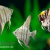 Skalar Mix, Pterophyllum Scalare, Größe M -Zoofachgeschäft Skalar Mix