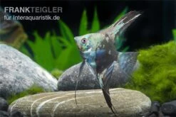 Skalar Philippine Blue Smokey, Pterophyllum Scalare