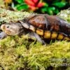 Skorpions-Klappschildkröte, Kinosternon Scorpioides -Zoofachgeschäft Skorpions Klappschildkroete Kinosternon scorpioides 1