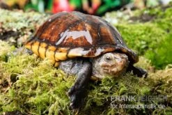 Skorpions-Klappschildkröte, Kinosternon Scorpioides -Zoofachgeschäft Skorpions Klappschildkroete Kinosternon scorpioides 3