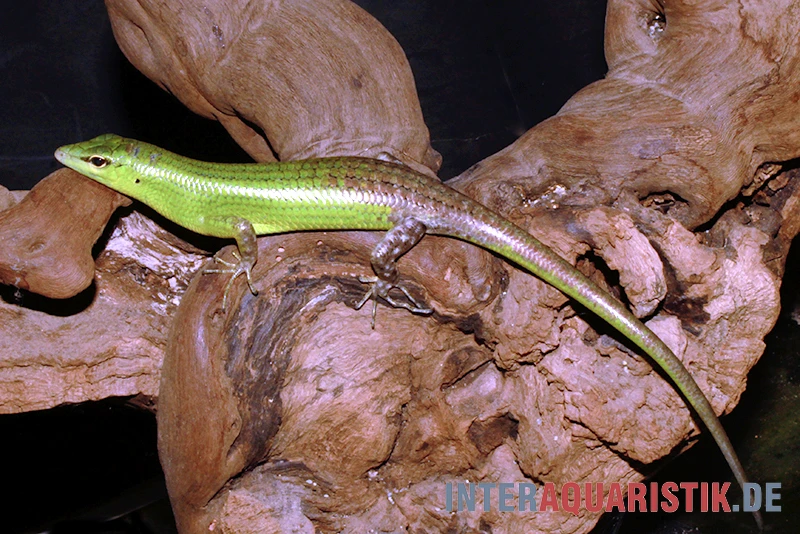 Smaragdgrüner Glanzskink, Lamprolepis smaragdina Smaragdgrüner Glanzskink, Lamprolepis Smaragdina -Zoofachgeschäft Smaragdgruener Glanzskink Lamprolepis smaragdina 1