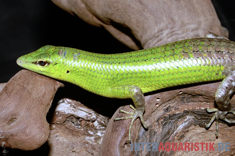 Smaragdgrüner Glanzskink, Lamprolepis smaragdina Smaragdgrüner Glanzskink, Lamprolepis Smaragdina -Zoofachgeschäft Smaragdgruener Glanzskink Lamprolepis smaragdina 2