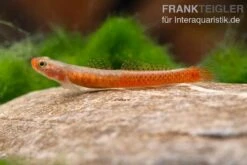 Smaragdgrundel, Stiphodon Surrufus, 1 Paar -Zoofachgeschäft Smaragdgrundel Stiphodon surrufus 3