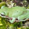 Snowflake Korallenfinger-Laubfrosch, Litoria Caerulea Snowflake -Zoofachgeschäft Snowflake Korallenfinger Laubfrosch Litoria caerulea Snowflake 1