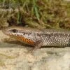 Sonnenskink, Mabuya Macularia -Zoofachgeschäft Sonnenskink Mabuya macularia 1