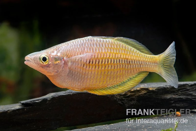 Sorong-Regenbogenfisch, Melanotaenia fredericki Wild, 5 Tiere Sorong-Regenbogenfisch, Melanotaenia Fredericki Wild, 5 Tiere -Zoofachgeschäft Sorong Regenbogenfisch Melanotaenia fredericki Wild