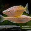 Sorong-Regenbogenfisch, Melanotaenia Fredericki Wild, 5 Tiere -Zoofachgeschäft Sorong regenbogenfisch Melanotaenia fredericki Wild 4
