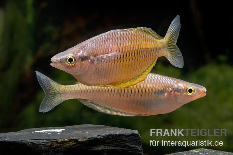 Sorong-Regenbogenfisch, Melanotaenia fredericki Wild, 5 Tiere Sorong-Regenbogenfisch, Melanotaenia Fredericki Wild, 5 Tiere -Zoofachgeschäft Sorong regenbogenfisch Melanotaenia fredericki Wild 4