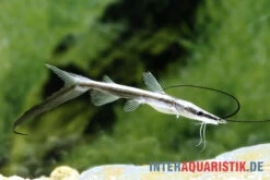 Spatelwels, Sorubim Lima -Zoofachgeschäft Spatelwels Sorubim lima 2