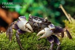 Spider Crab Sp. Blue, Neosarmatium Rotundifrons -Zoofachgeschäft Spider Crab Blue 13