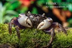 Spider Crab Sp. Blue, Neosarmatium Rotundifrons -Zoofachgeschäft Spider Crab Blue 9