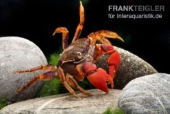 Spider Crab Sp. Extreme Red, Neosarmatium Cf. Meinerti -Zoofachgeschäft Spider Crab Red 12