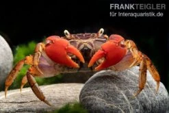 Spider Crab Sp. Extreme Red, Neosarmatium Cf. Meinerti -Zoofachgeschäft Spider Crab Red 14