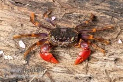 Spider Crab Sp. Extreme Red, Neosarmatium Cf. Meinerti -Zoofachgeschäft Spider Crab Red 3