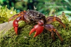 Spider Crab Sp. Extreme Red, Neosarmatium Cf. Meinerti -Zoofachgeschäft Spider Crab Red 5