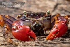 Spider Crab Sp. Extreme Red, Neosarmatium Cf. Meinerti -Zoofachgeschäft Spider Crab Red 7