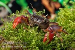 Spider Crab Sp. Extreme Red, Neosarmatium Cf. Meinerti -Zoofachgeschäft Spider Crab Red 8