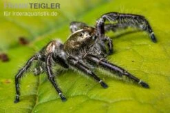 Springspinne, Hyllus Diardi -Zoofachgeschäft Springspinne Hyllus diardi 5