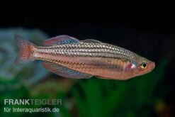Starche-Creek-Regenbogenfisch, Melanotaenia Maccullochi "Starche Creek", 5 Tiere -Zoofachgeschäft Starche Creek Regenbogenfisch Melanotaenia maccullochi Starche Creek 3