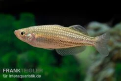 Starche-Creek-Regenbogenfisch, Melanotaenia Maccullochi "Starche Creek", 5 Tiere -Zoofachgeschäft Starche Creek Regenbogenfisch Melanotaenia maccullochi Starche Creek 4