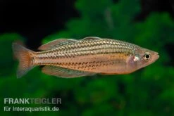 Starche-Creek-Regenbogenfisch, Melanotaenia Maccullochi "Starche Creek", 5 Tiere -Zoofachgeschäft Starche Creek Regenbogenfisch Melanotaenia maccullochi Starche Creek 5