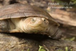 Starrbrust-Pelomeduse, Pelomedusa Subrufa -Zoofachgeschäft Starrbrust Pelomeduse Pelomedusa subrufa 3