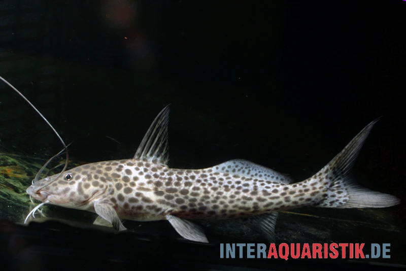 Stier-Antennenwels, Aguarunichthys torosus Stier-Antennenwels, Aguarunichthys Torosus -Zoofachgeschäft Stier Antennenwels Aguarunichthys torosus 1