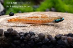 Annieae-Grundel, Stiphodon Annieae, 1 Paar 6 Annieae-Grundel, Stiphodon Annieae, 1 Paar -Zoofachgeschäft Stiphodon annieae 18