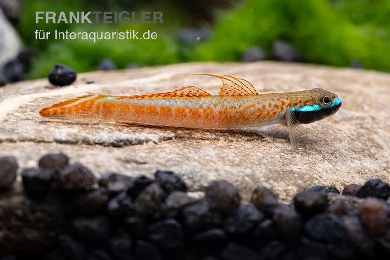 Annieae-Grundel, Stiphodon annieae, 1 Paar Annieae-Grundel, Stiphodon Annieae, 1 Paar -Zoofachgeschäft Stiphodon annieae 18