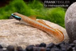 Annieae-Grundel, Stiphodon Annieae, 1 Paar 7 Annieae-Grundel, Stiphodon Annieae, 1 Paar -Zoofachgeschäft Stiphodon annieae 19