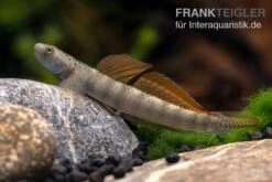 Orangeflossen-Grundel, Stiphodon Maculidorsalis, 1 Paar -Zoofachgeschäft Stiphodon maculidorsalis 7