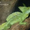 Stirnlappenbasilisk, Basiliscus Plumifrons -Zoofachgeschäft Stirnlappenbasilisk Basiliscus plumifrons 1