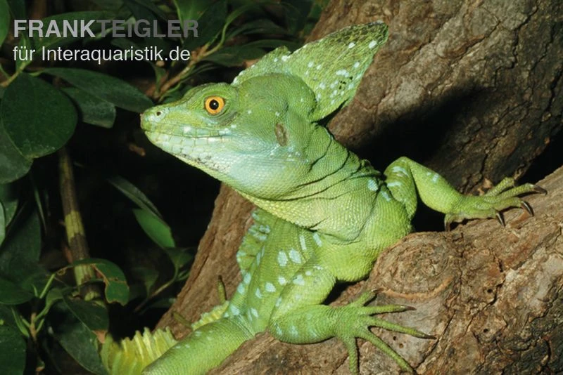 Stirnlappenbasilisk, Basiliscus plumifrons Stirnlappenbasilisk, Basiliscus Plumifrons -Zoofachgeschäft Stirnlappenbasilisk Basiliscus plumifrons 2