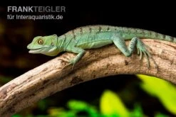 Stirnlappenbasilisk, Basiliscus Plumifrons 4 Stirnlappenbasilisk, Basiliscus Plumifrons -Zoofachgeschäft Stirnlappenbasilisk Basiliscus plumifrons 3
