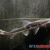 Störspatelwels, Platystomatichthys Sturio -Zoofachgeschäft Stoerspatelwels Platystomatichthys sturio