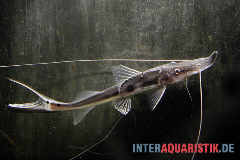 Störspatelwels, Platystomatichthys sturio Störspatelwels, Platystomatichthys Sturio -Zoofachgeschäft Stoerspatelwels Platystomatichthys sturio
